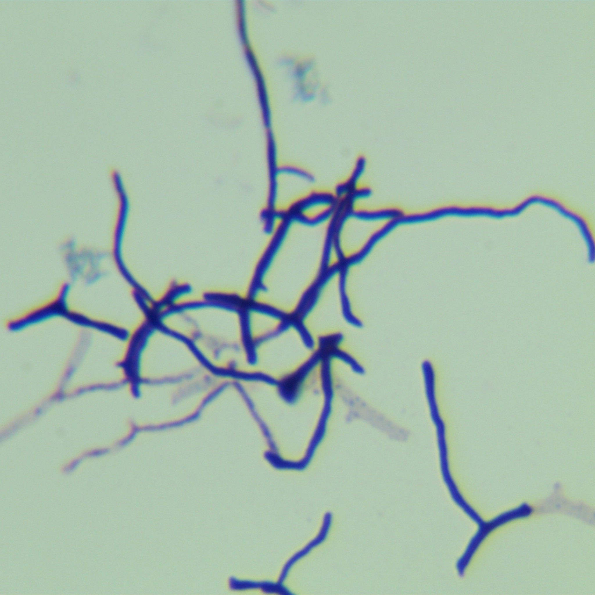 Streptomyces-BNCC