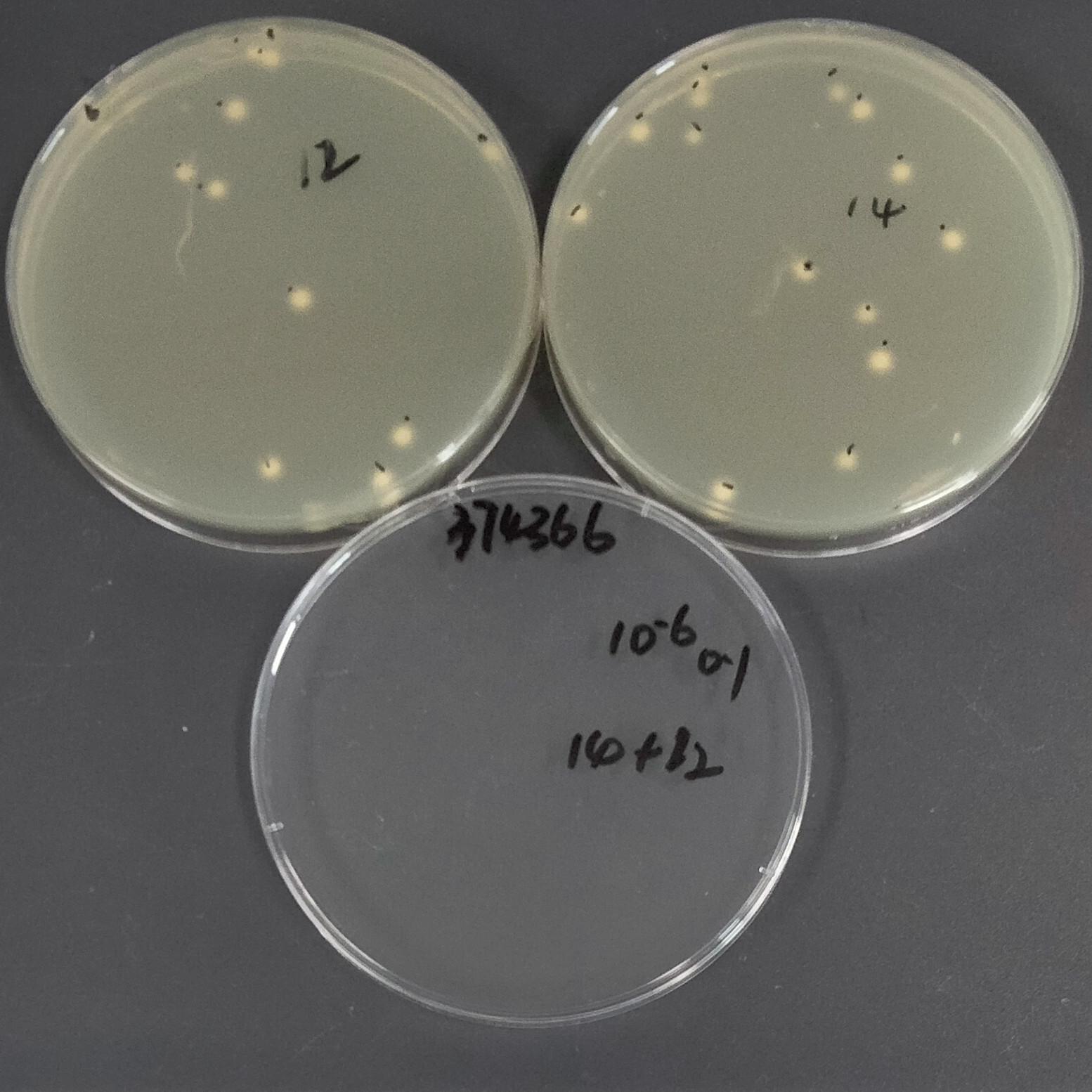 Sharp tip Bacillus subtilis-BNCC