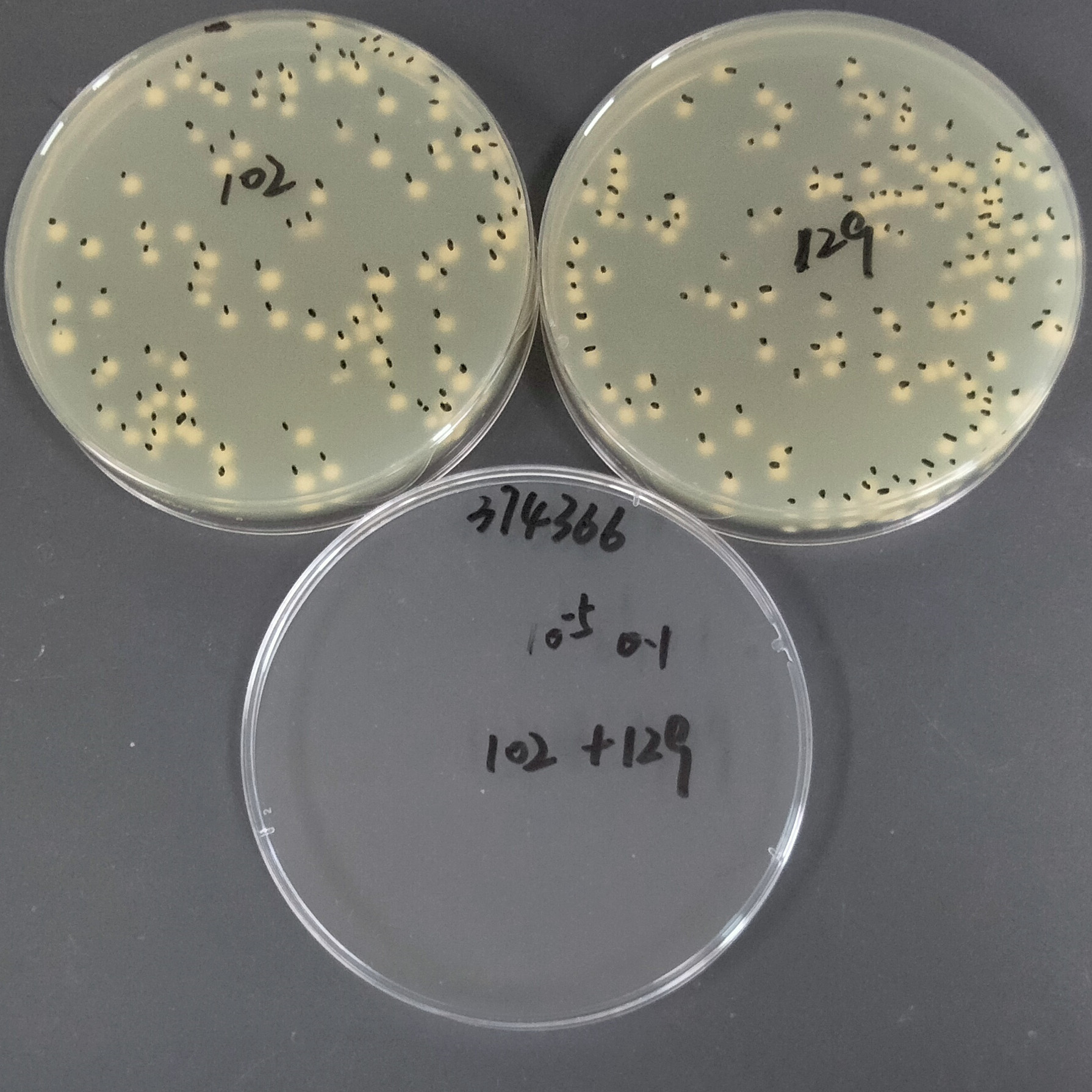 Sharp tip Bacillus subtilis-BNCC