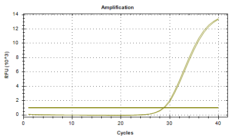 Cryptococcus neoformans DNA standard-BNCC