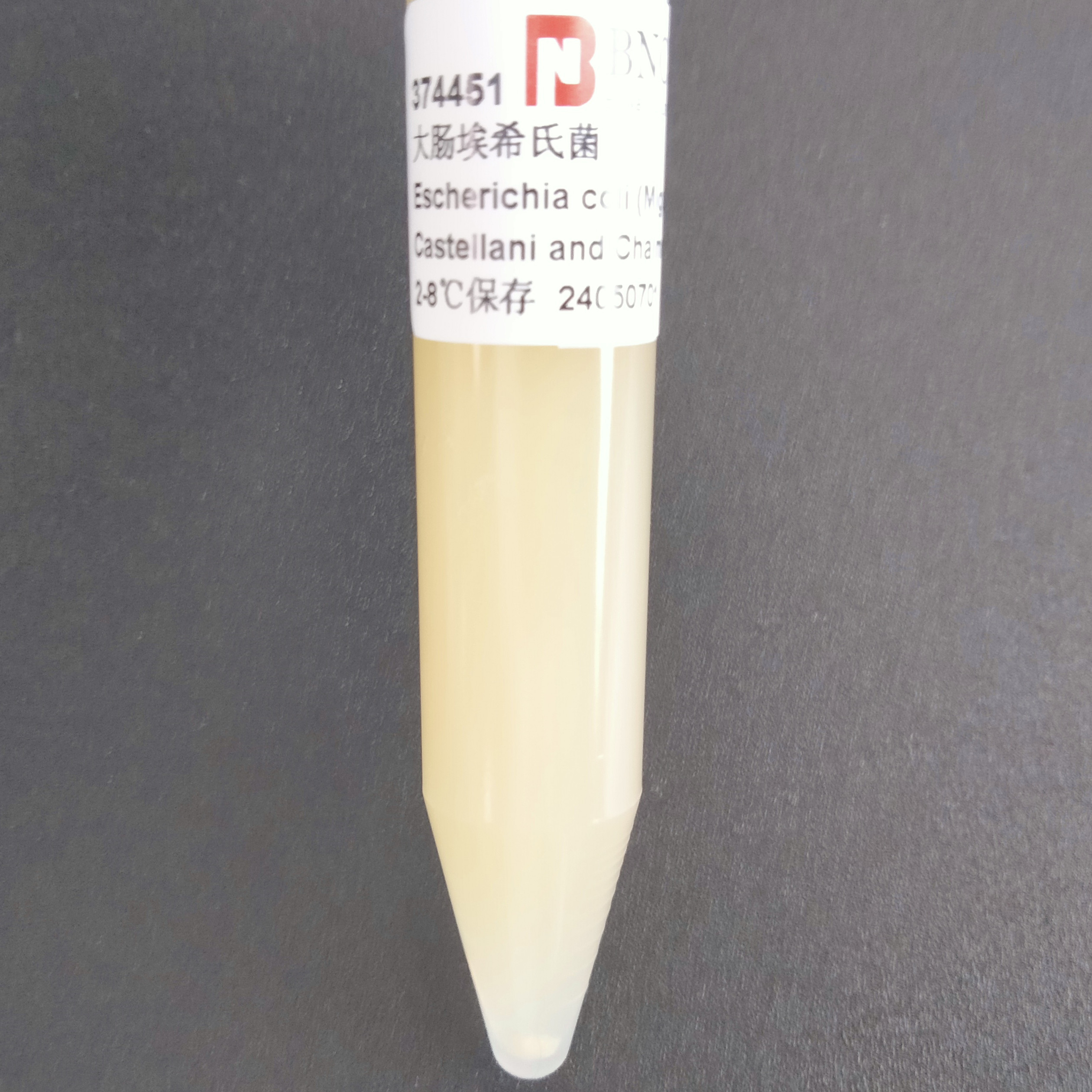 Escherichia coli-BNCC