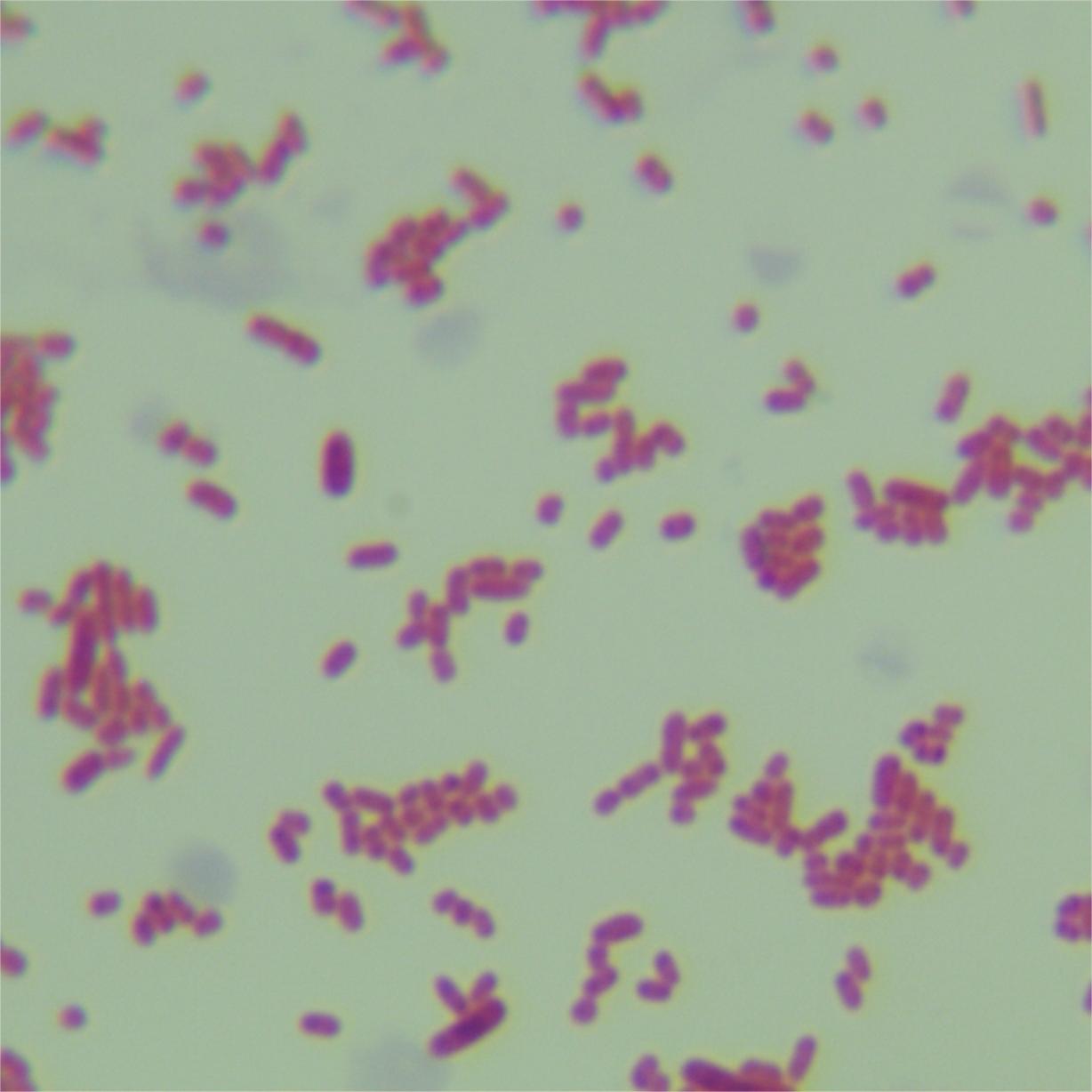 Escherichia coli-BNCC