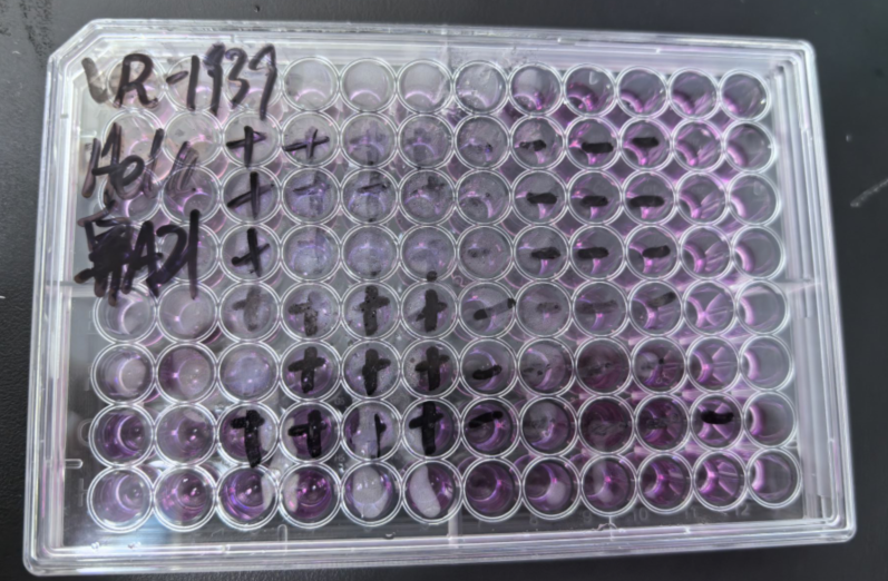 Human rhinovirus 21-BNCC