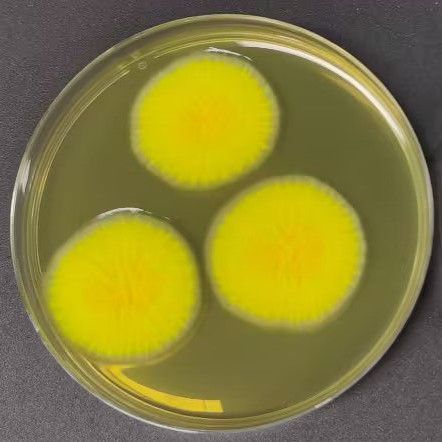 Aspergillus oryzae-BNCC