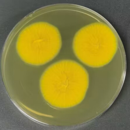 Aspergillus oryzae-BNCC