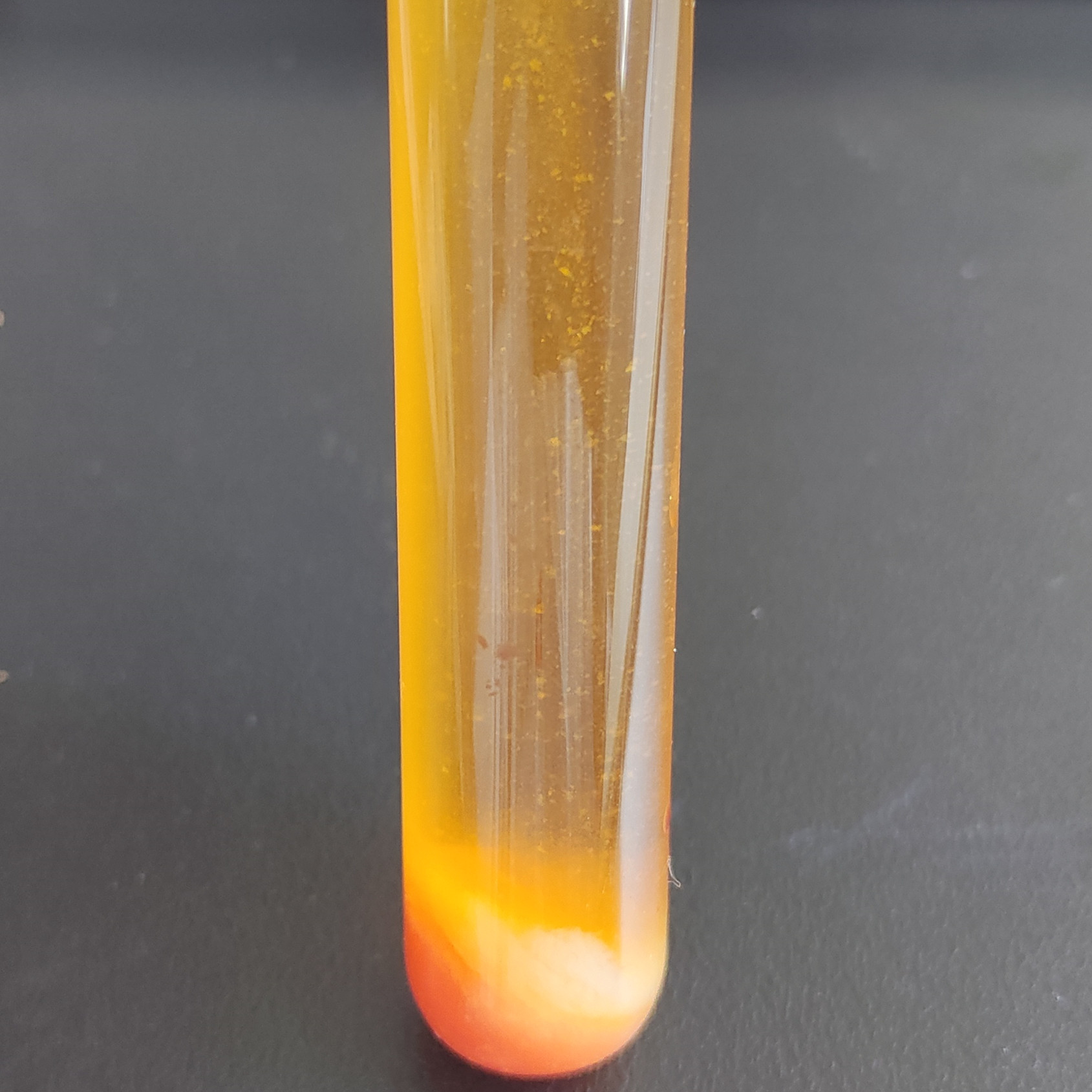 Spherical Bifidobacterium-BNCC