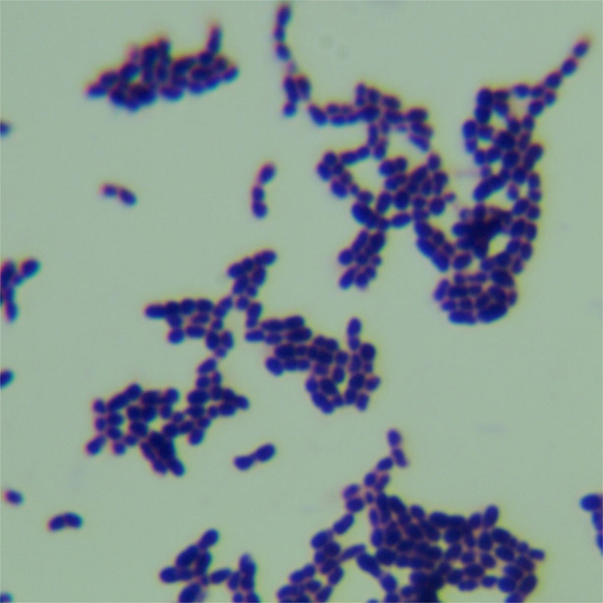 Spherical Bifidobacterium-BNCC
