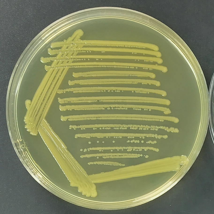 Sakazaki Young Titanobacter (Sakazaki Cronobacter)-BNCC