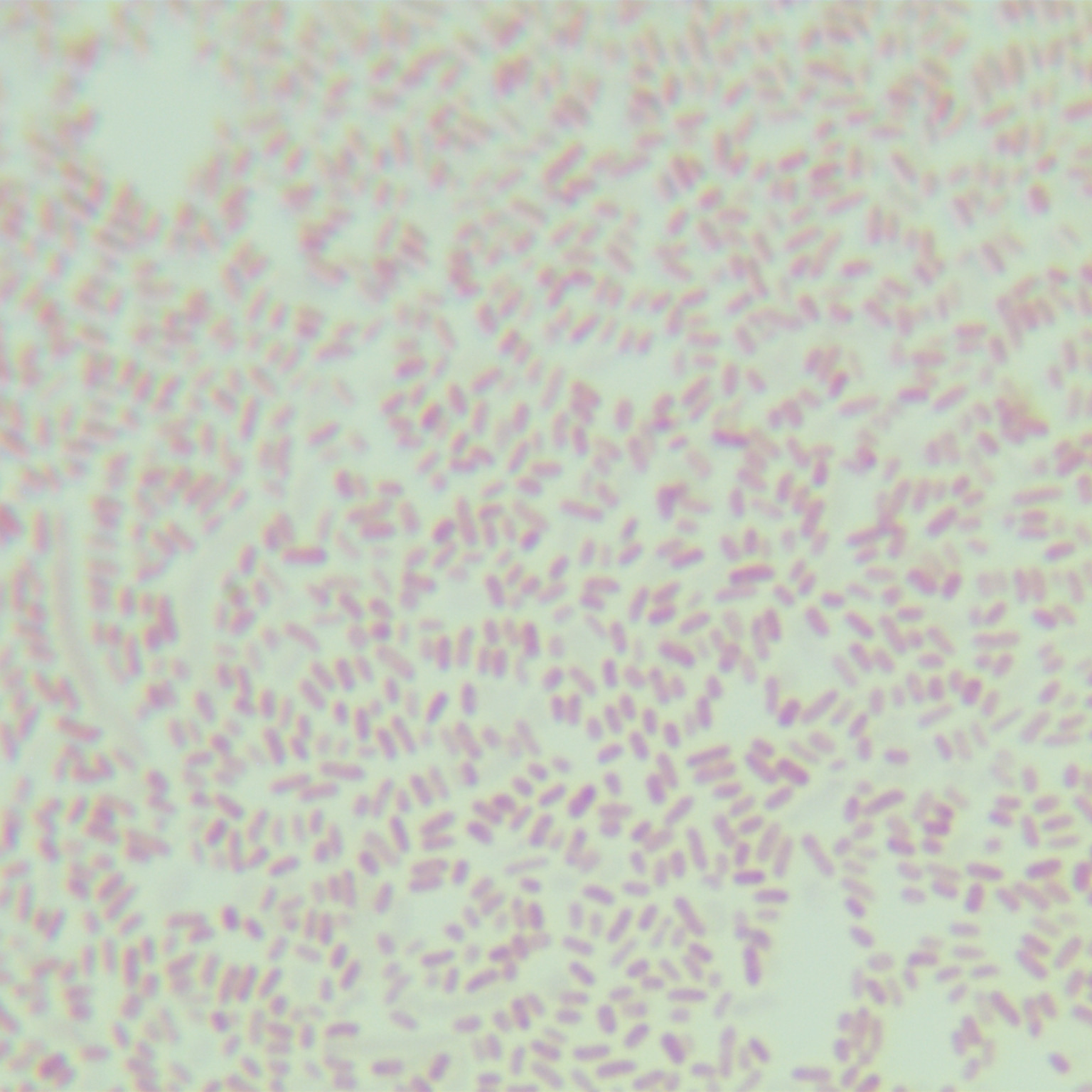 Sakazaki Young Titanobacter (Sakazaki Cronobacter)-BNCC