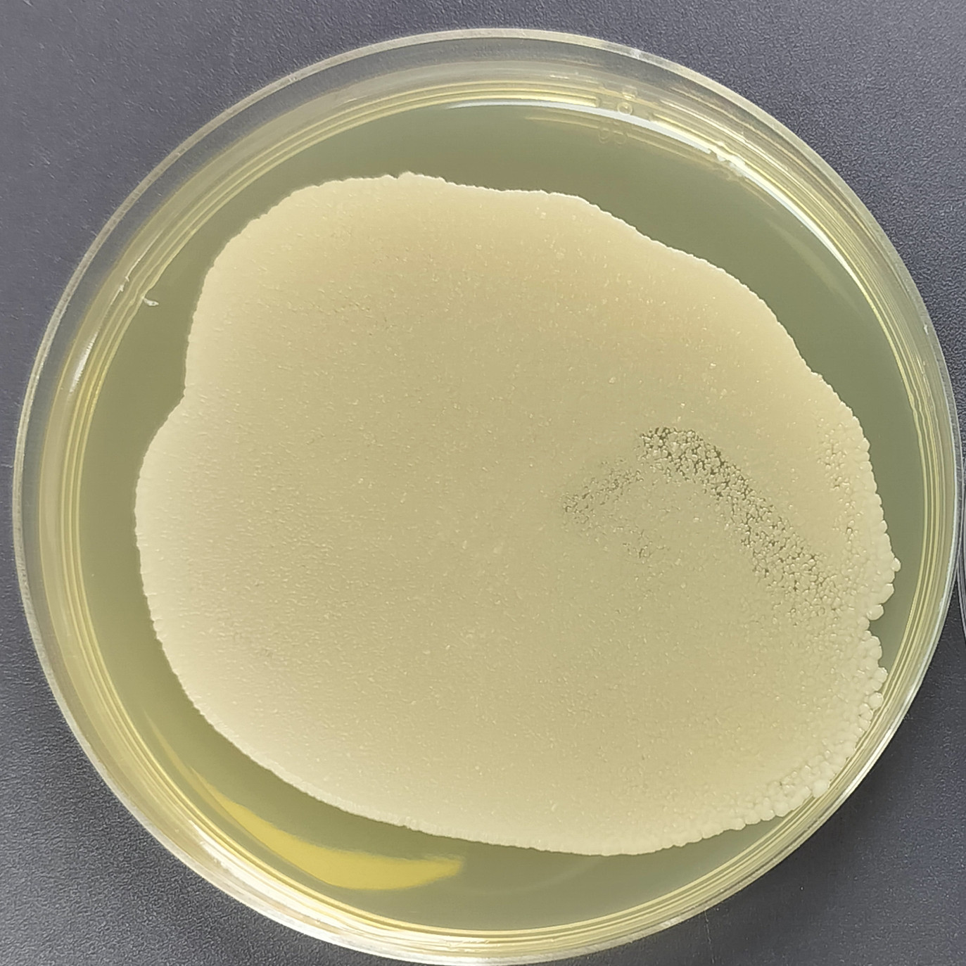 Bacillus subtilis-BNCC