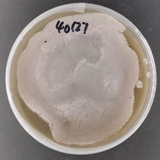 Bacillus subtilis-BNCC