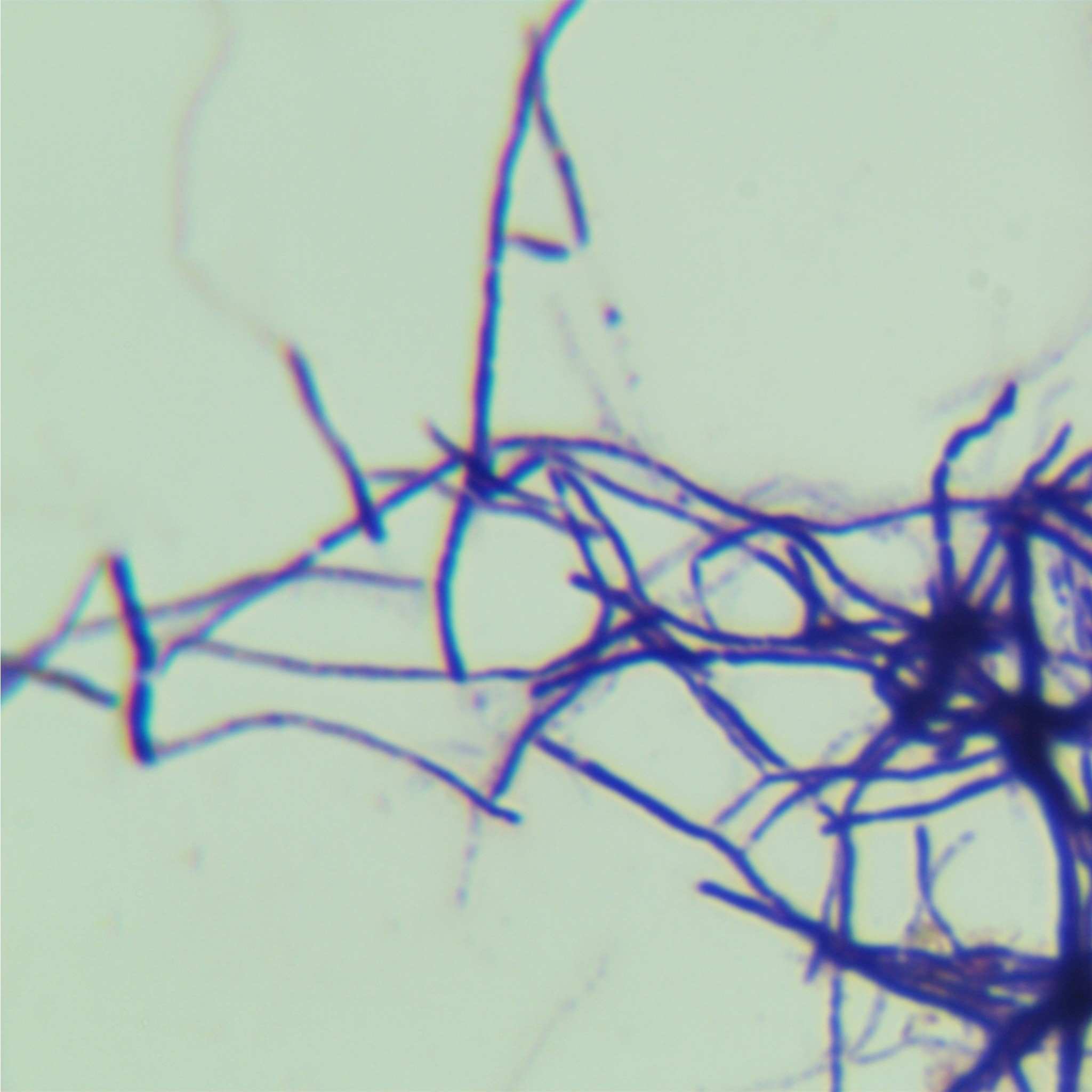 Bacillus subtilis-BNCC