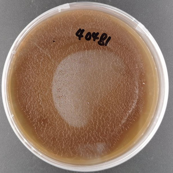 Streptomyces bovis-BNCC
