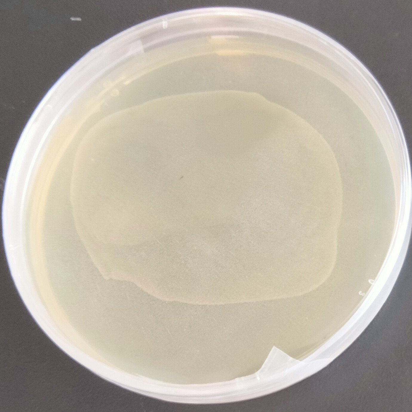 Resilient Bacillus subtilis-BNCC