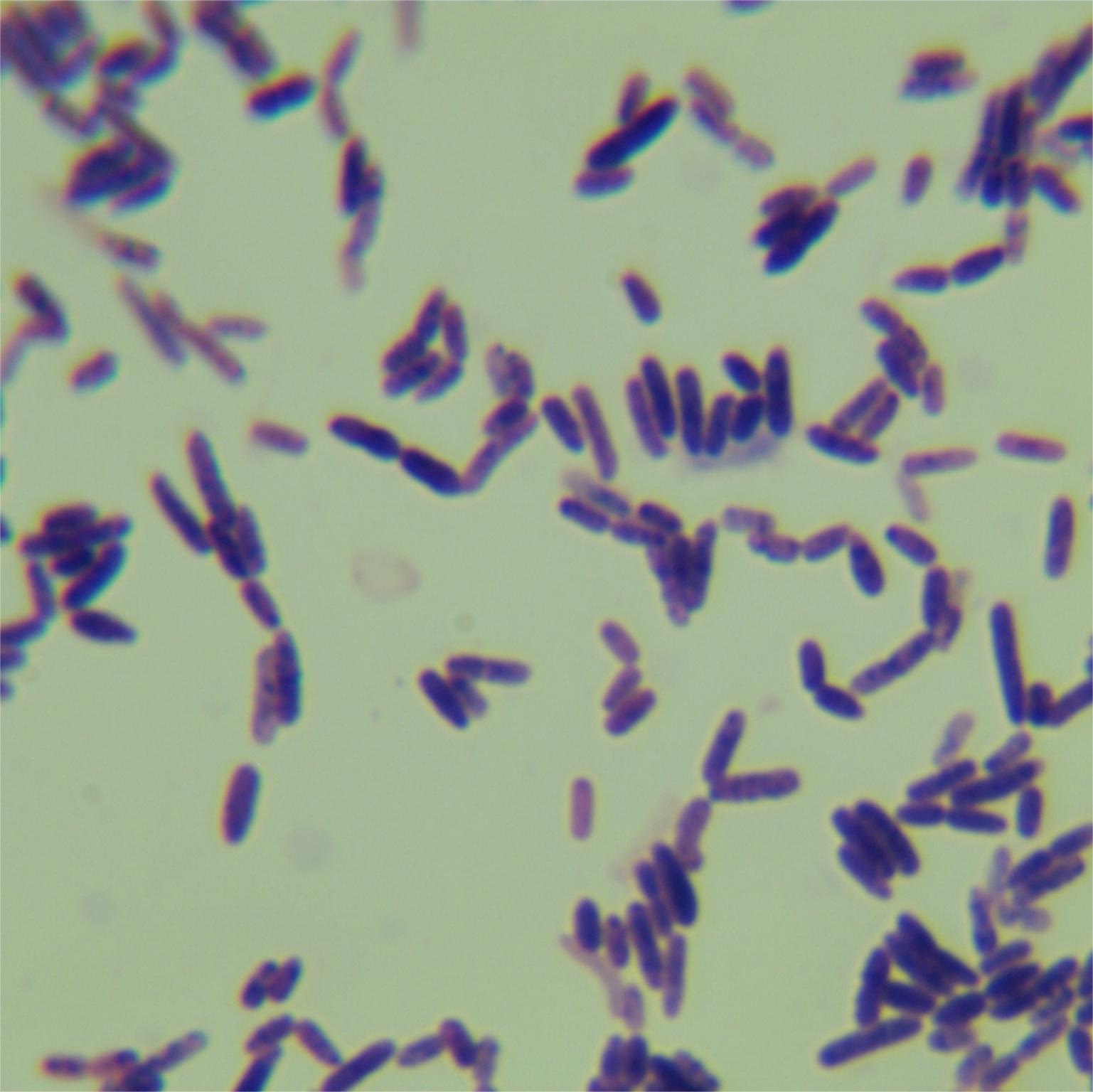 Resilient Bacillus subtilis-BNCC