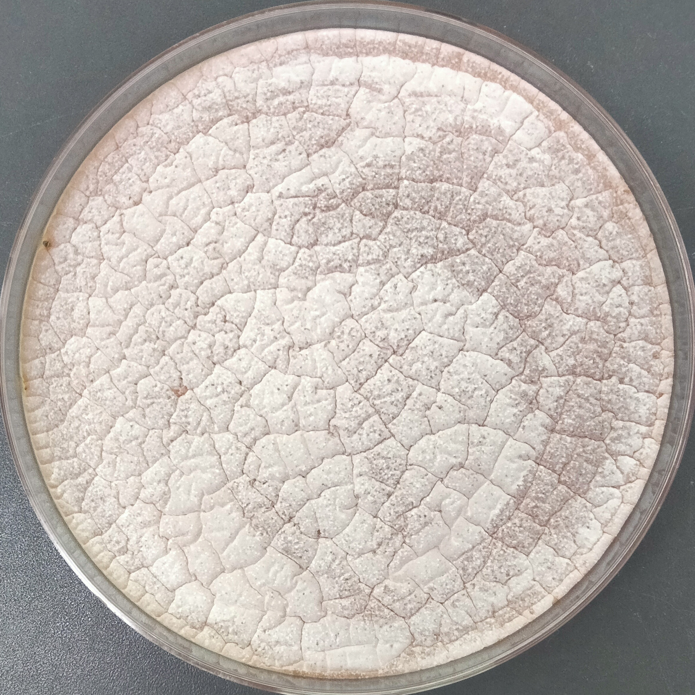 Spectacular Streptomyces-BNCC