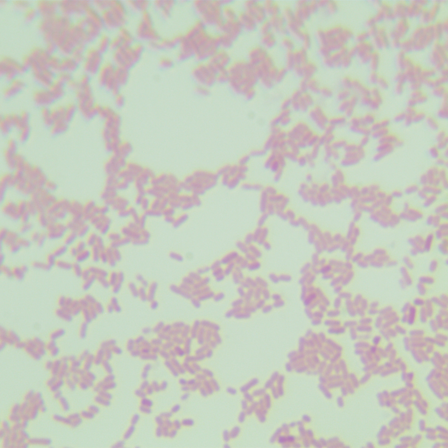 Fake Escherichia coli-BNCC