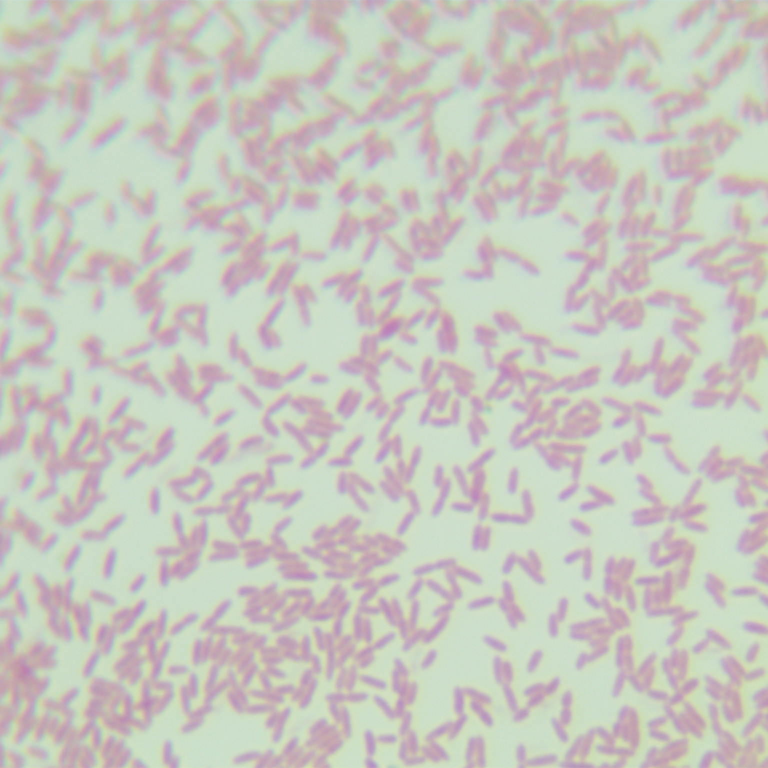 Rhizophilic oligotrophic bacteria-BNCC