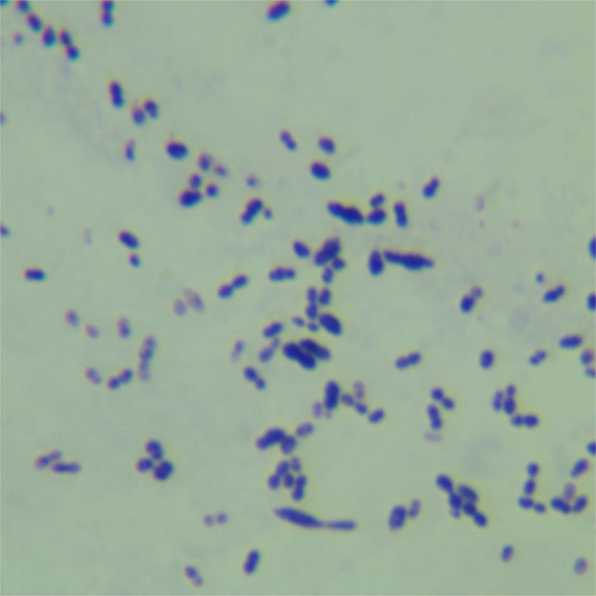 Streptococcus pneumoniae-BNCC