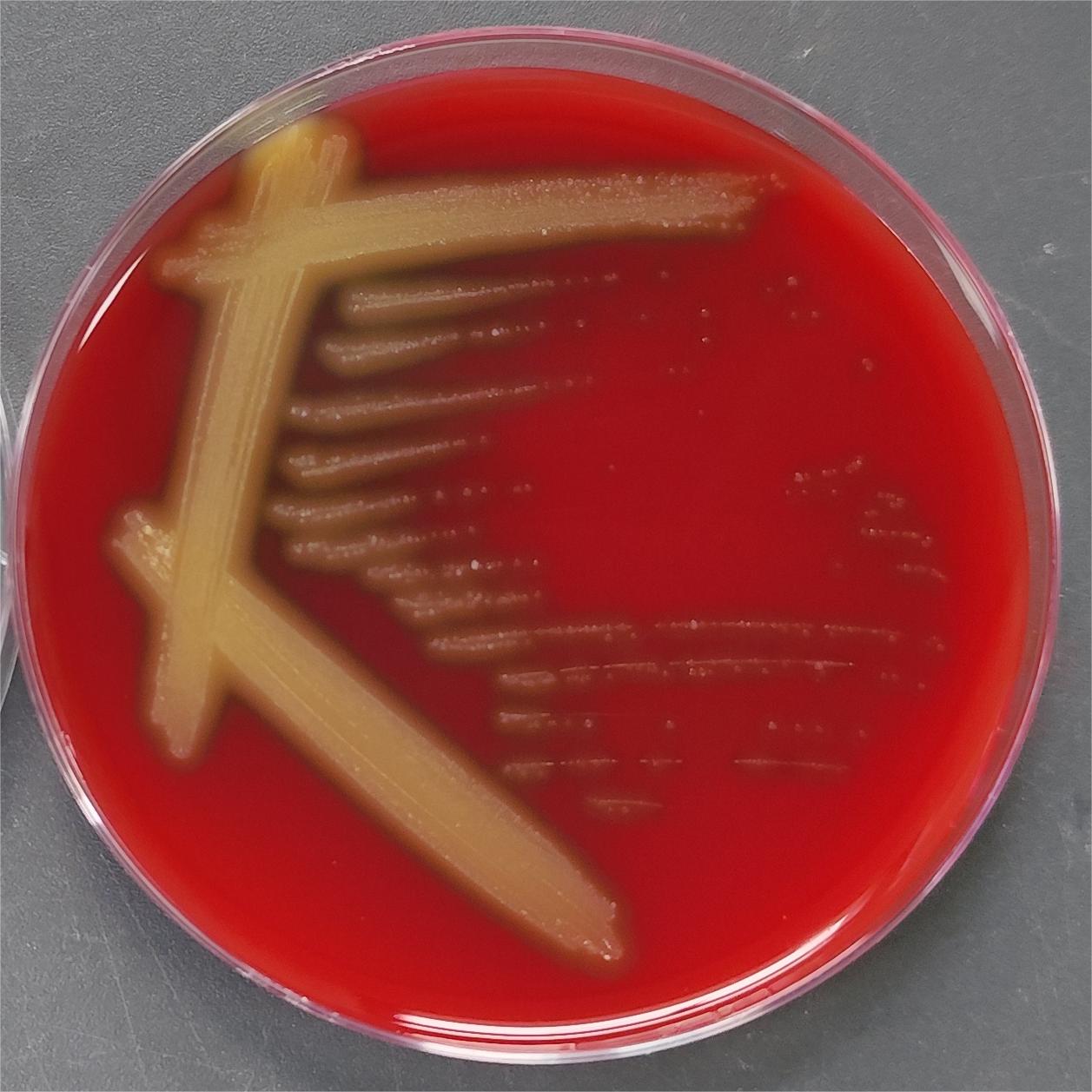 Streptococcus pneumoniae-BNCC