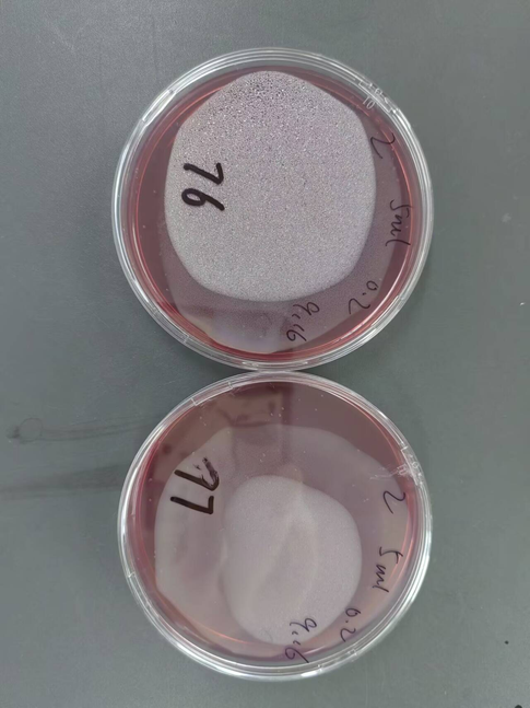 Total coliform count standard substance in water quality-BNCC