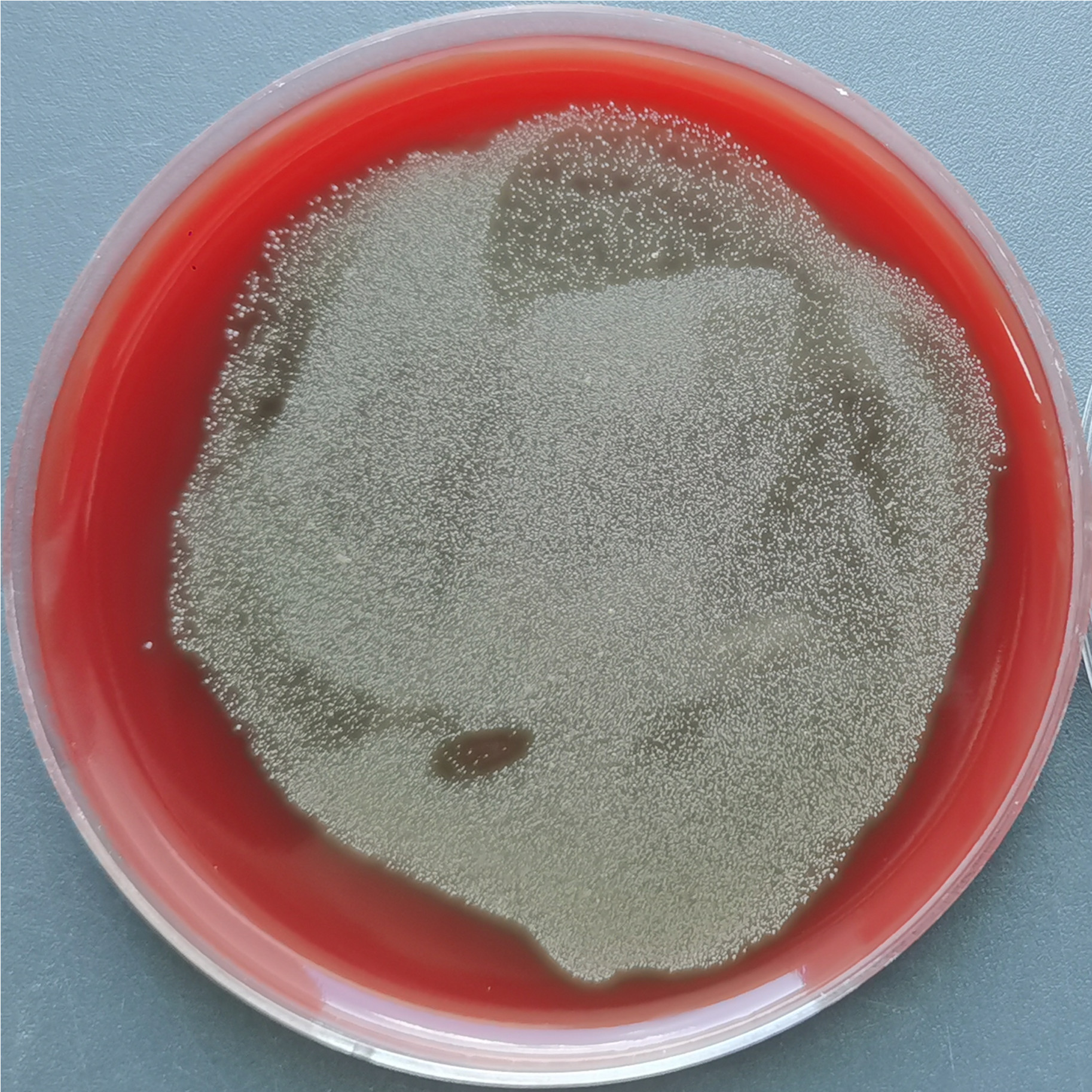 Streptococcus pneumoniae-BNCC