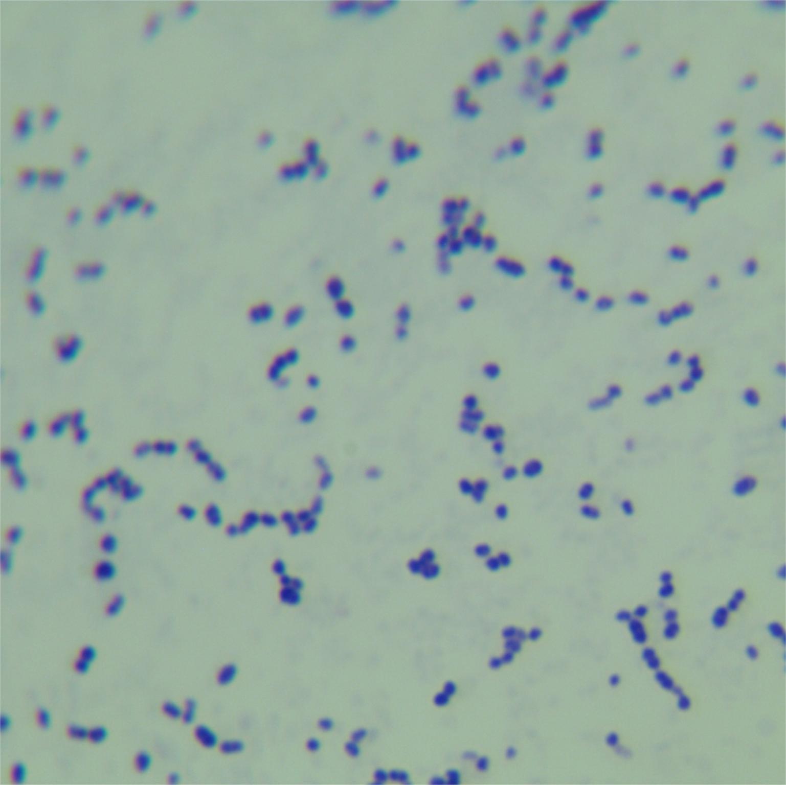 Streptococcus pneumoniae-BNCC