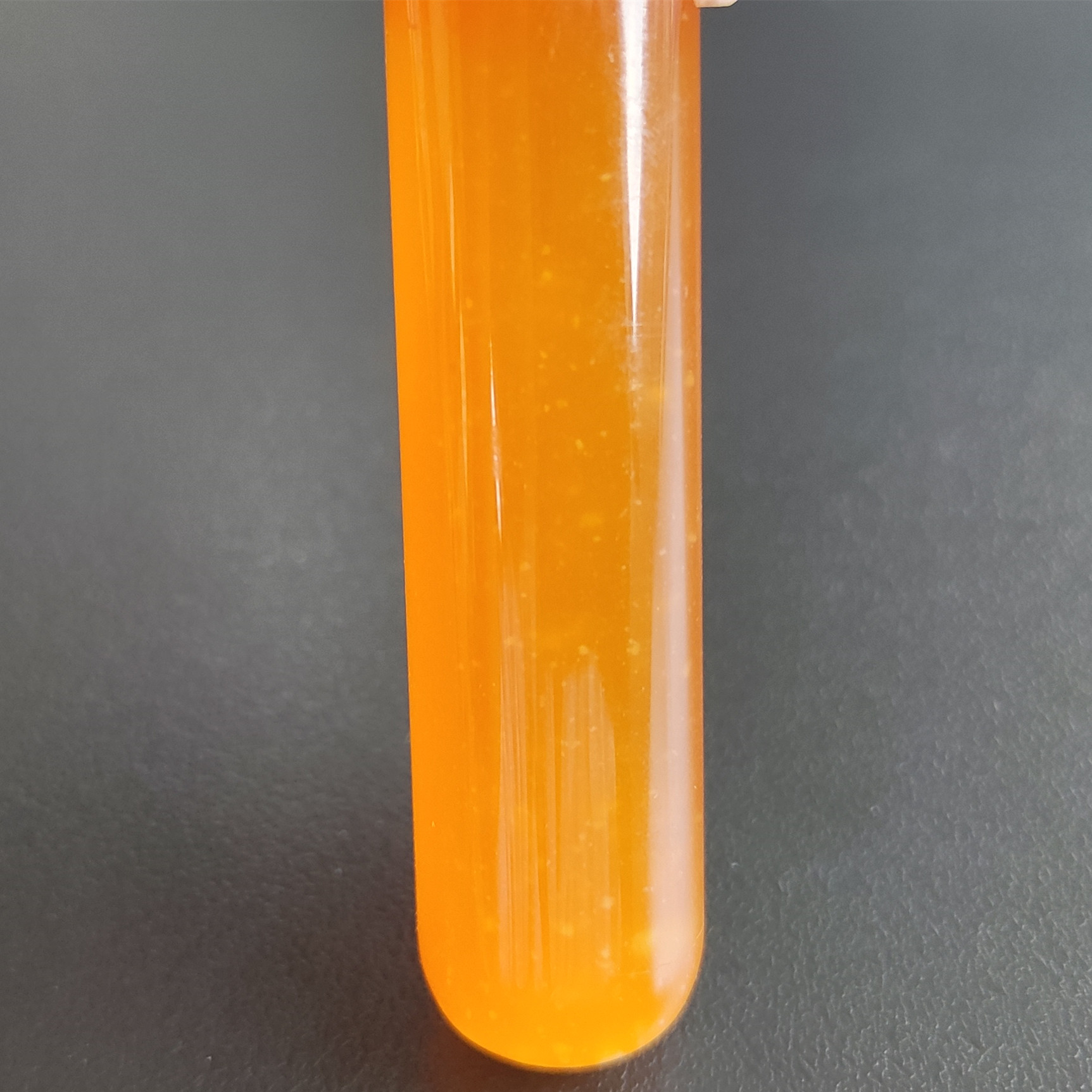 Escherichia coli-BNCC