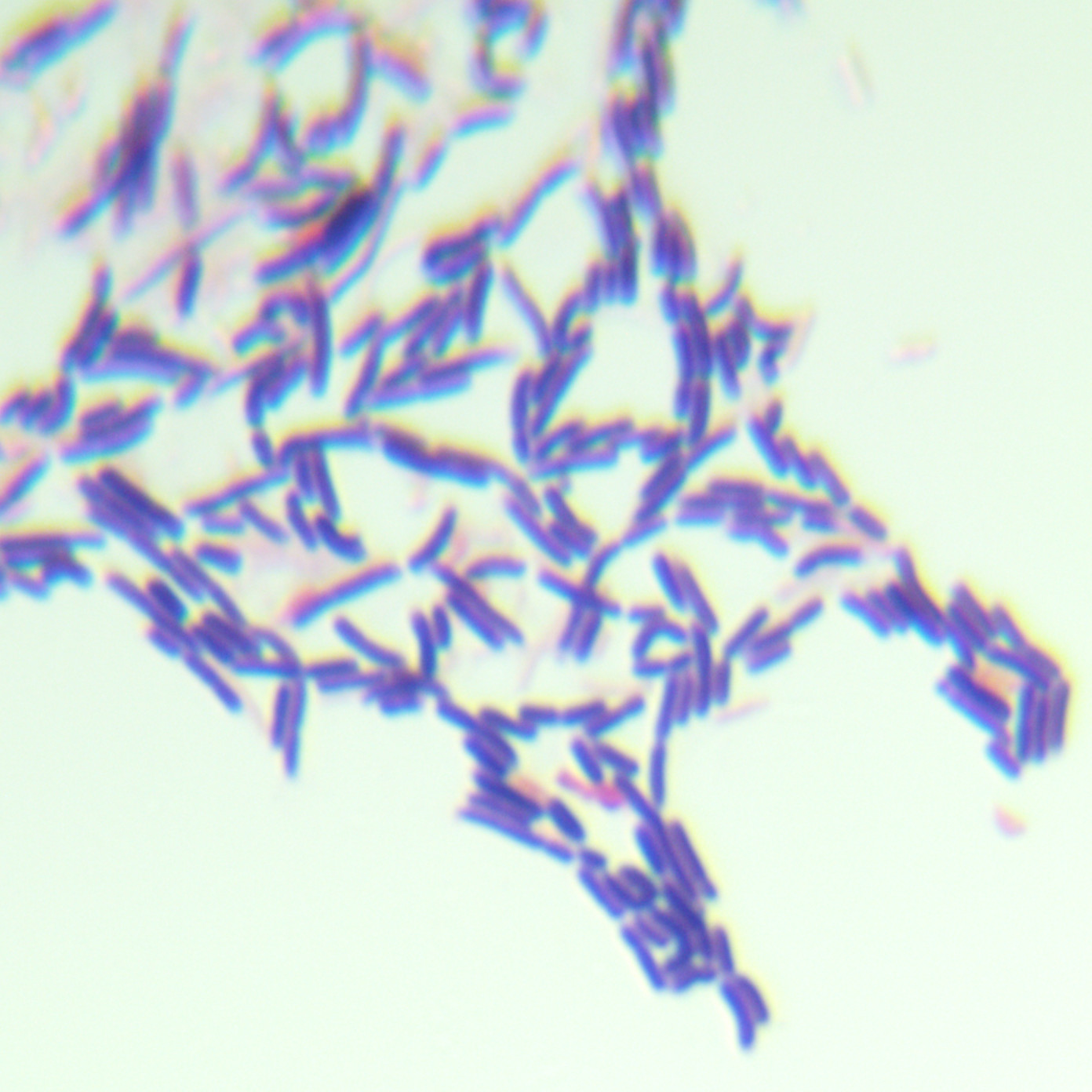Escherichia coli-BNCC