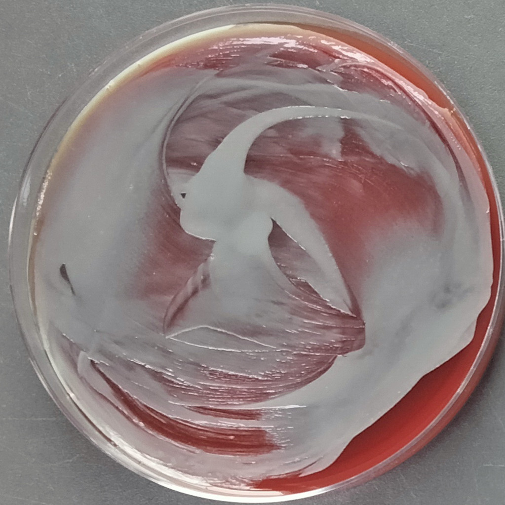Bacillus subtilis-BNCC