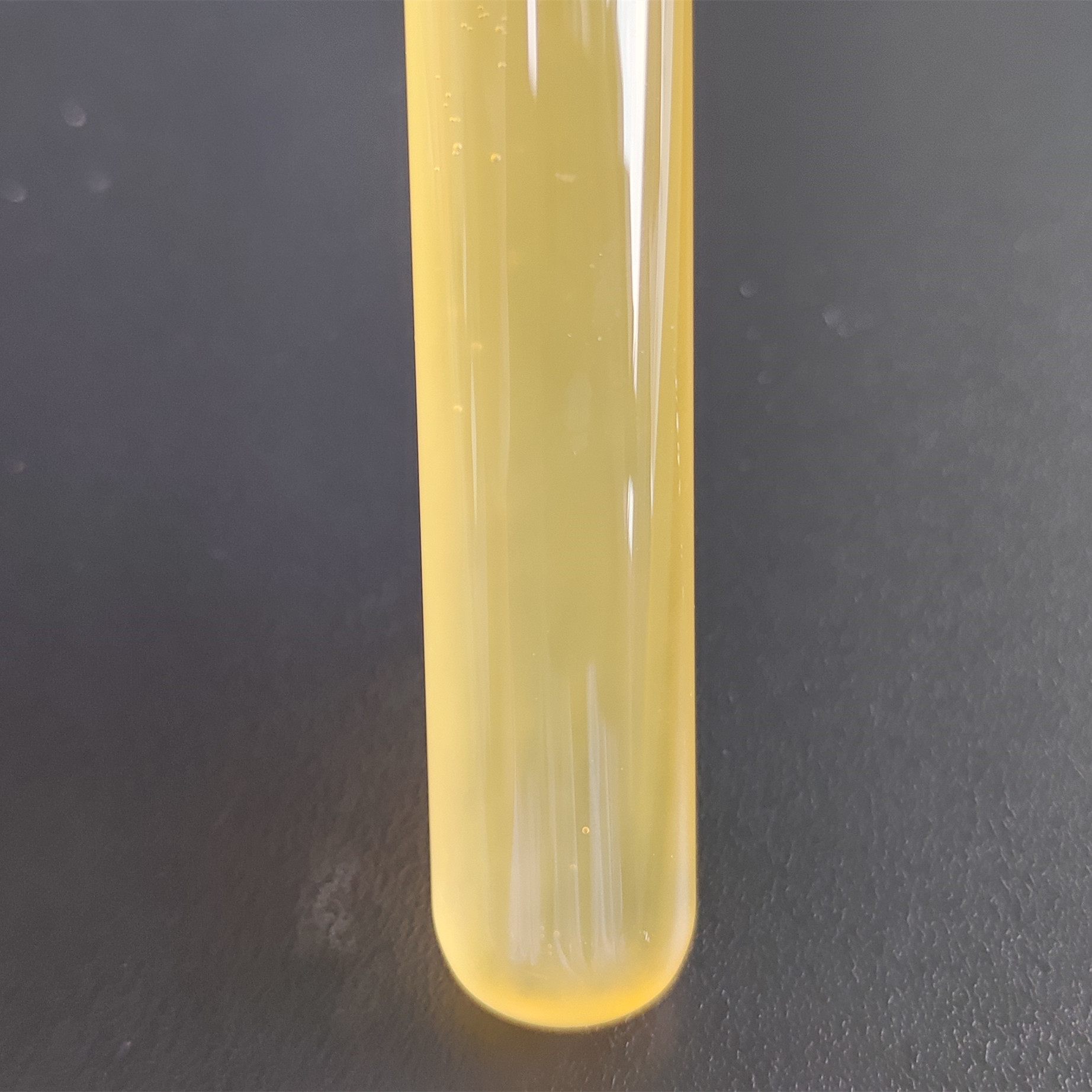Clostridium difficile-BNCC
