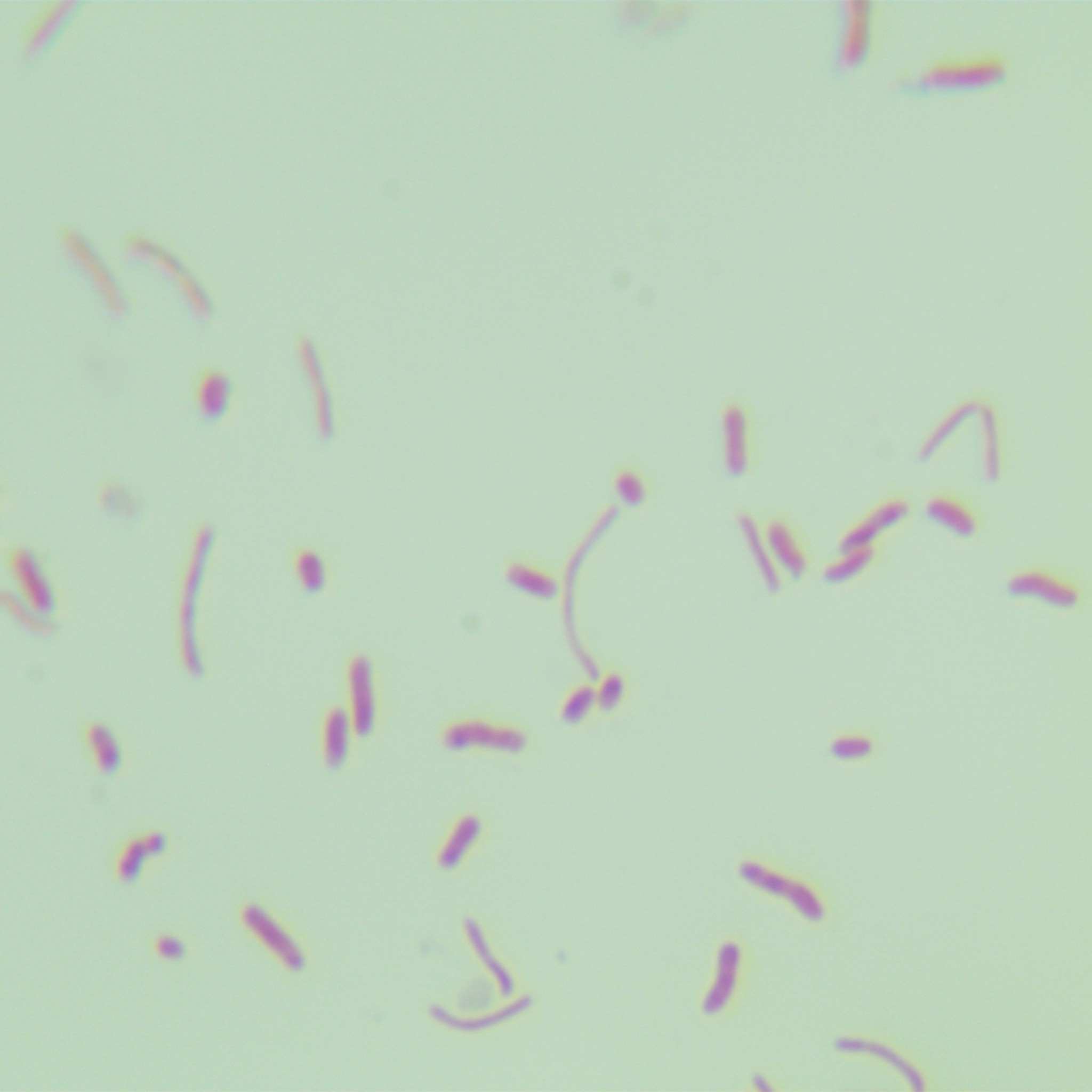 Clostridium difficile-BNCC