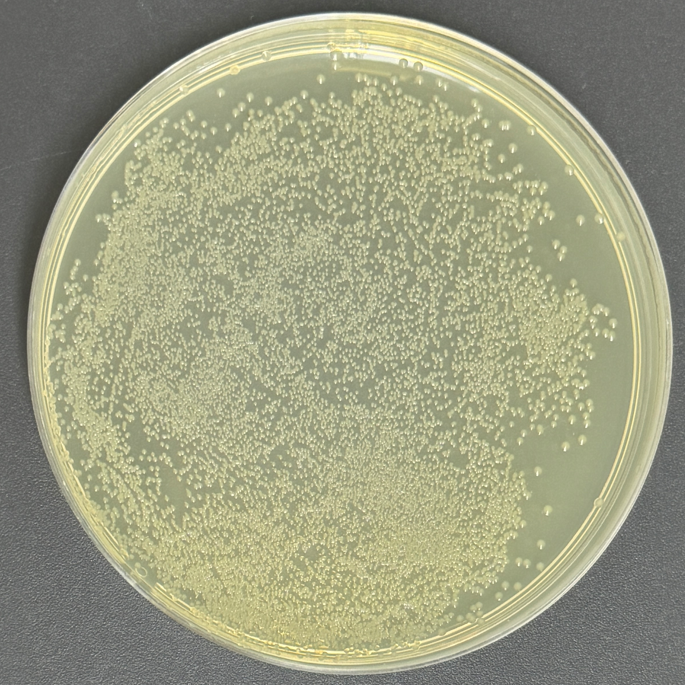 Escherichia coli ER2566 chemocompetent cells-BNCC