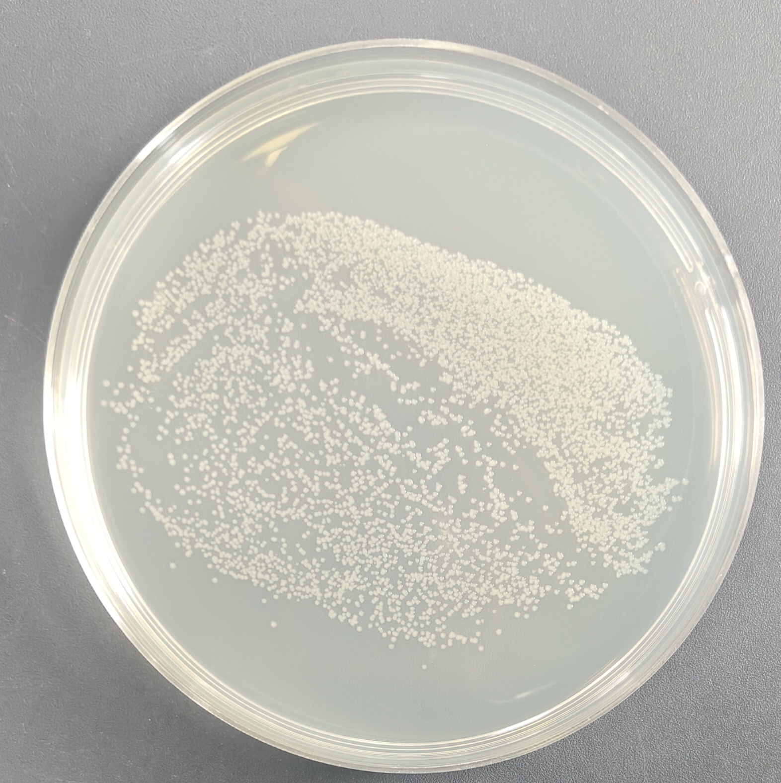Escherichia coli JM110 chemocompetent cells-BNCC