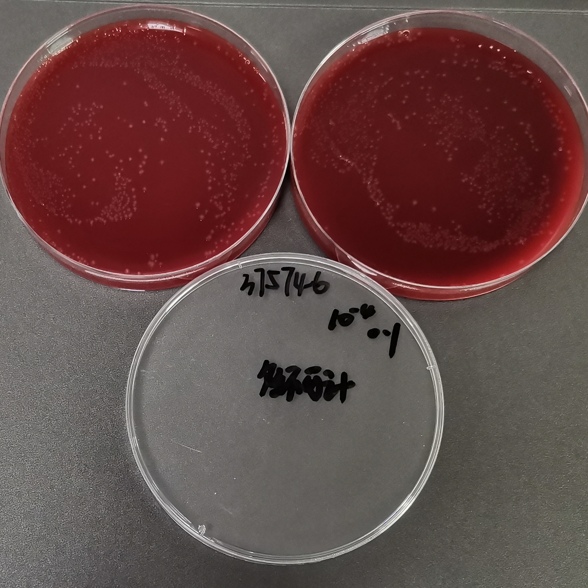 Neisseria gonorrhoeae-BNCC