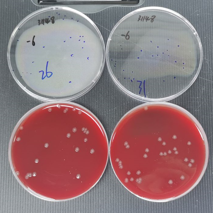 Neisseria gonorrhoeae-BNCC