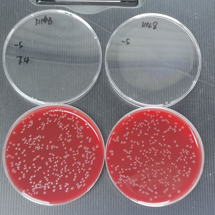 Neisseria gonorrhoeae-BNCC