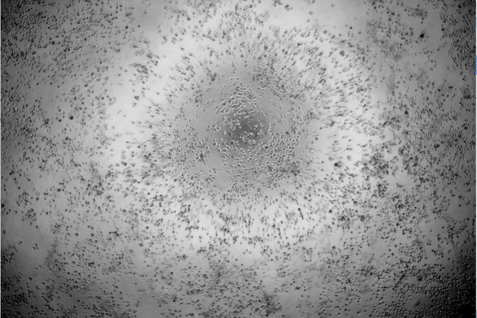 Canine Herpesvirus 1-BNCC