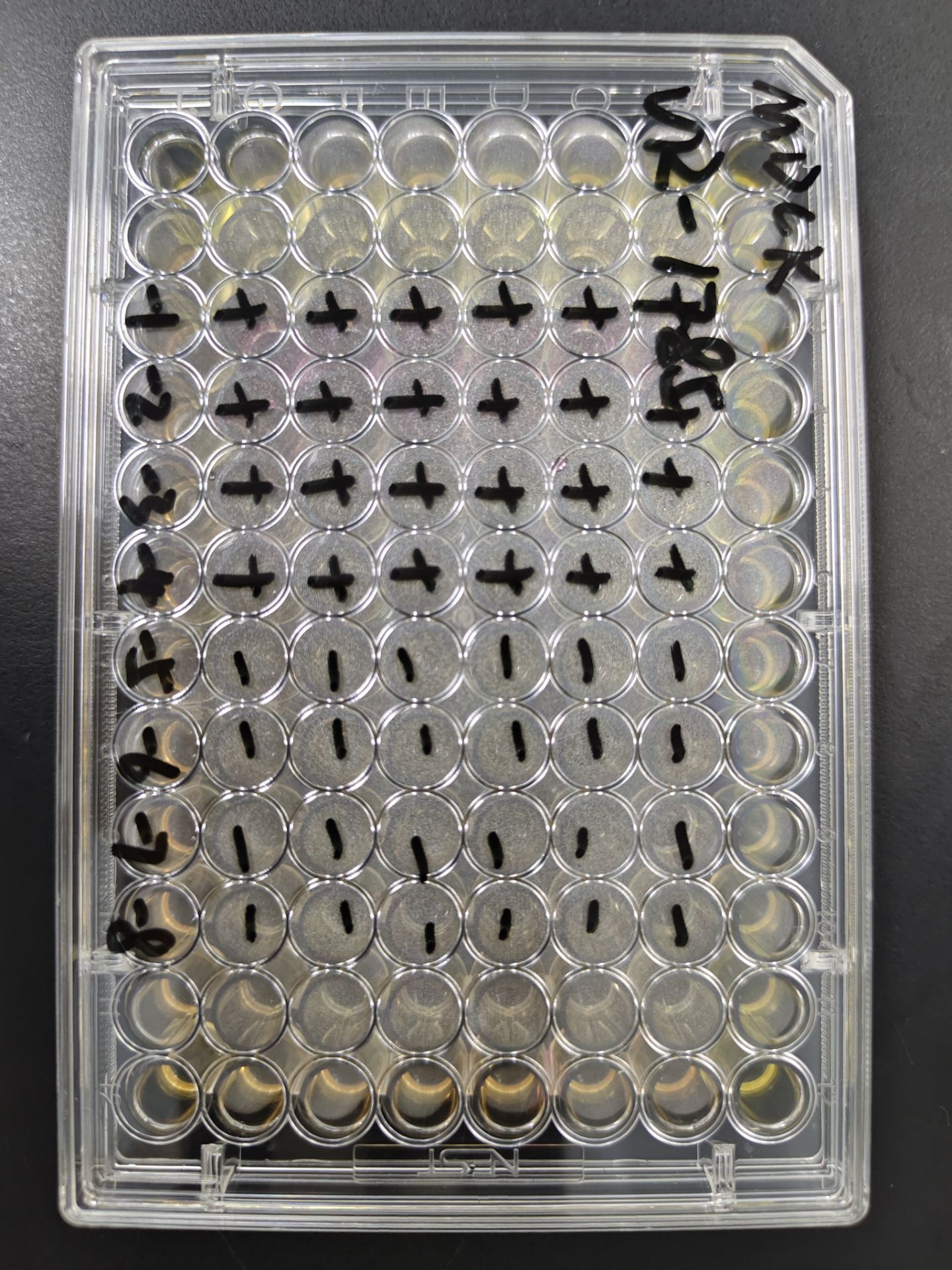 Canine Herpesvirus 1-BNCC