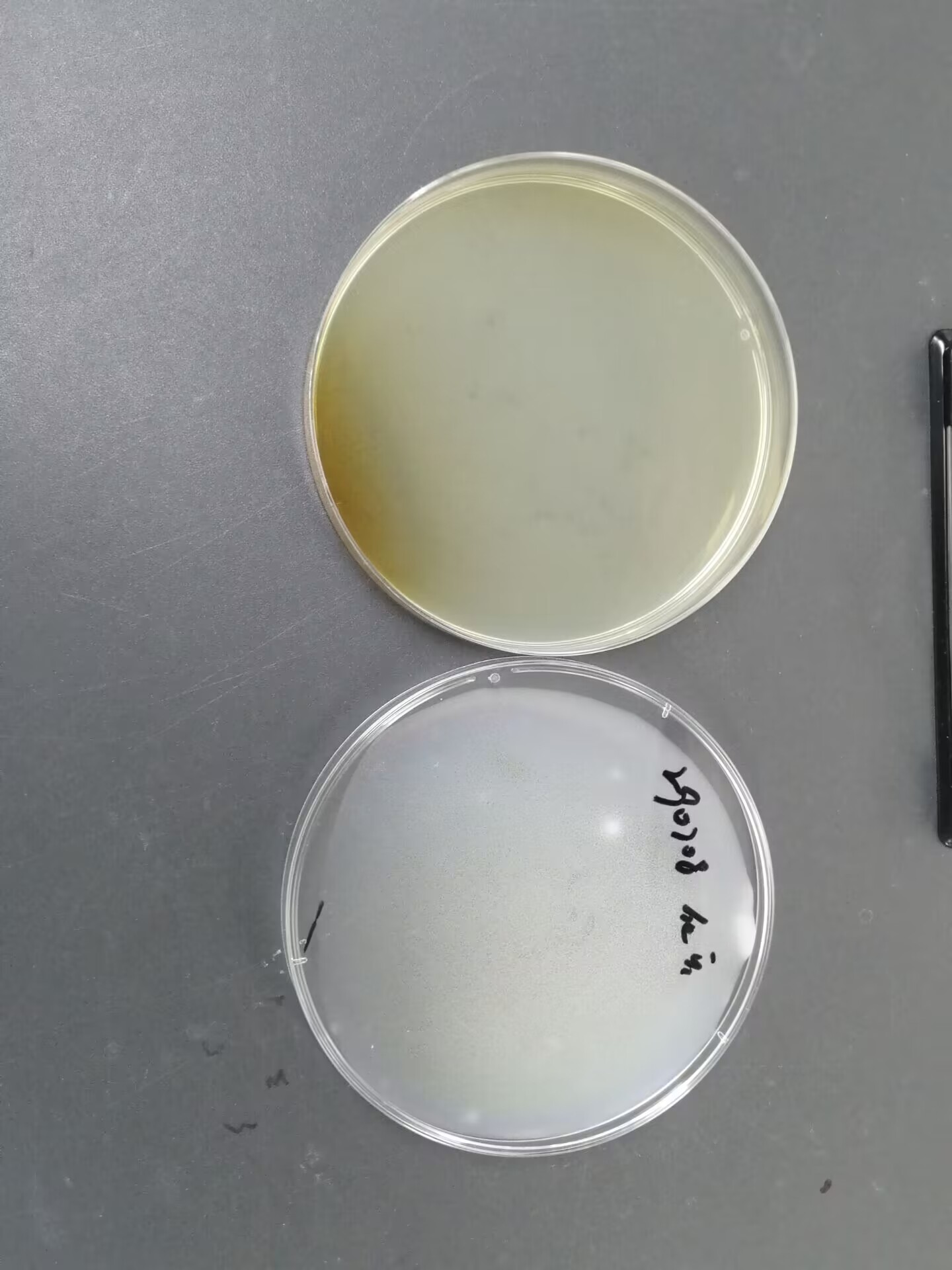 Reference material for Enterococcus faecalis (Chemical inactivation) (strongly positive)-BNCC