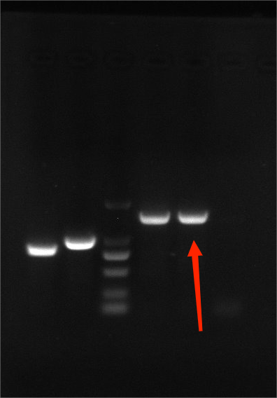 Reference material for Enterococcus faecalis (Chemical inactivation) (strongly positive)-BNCC