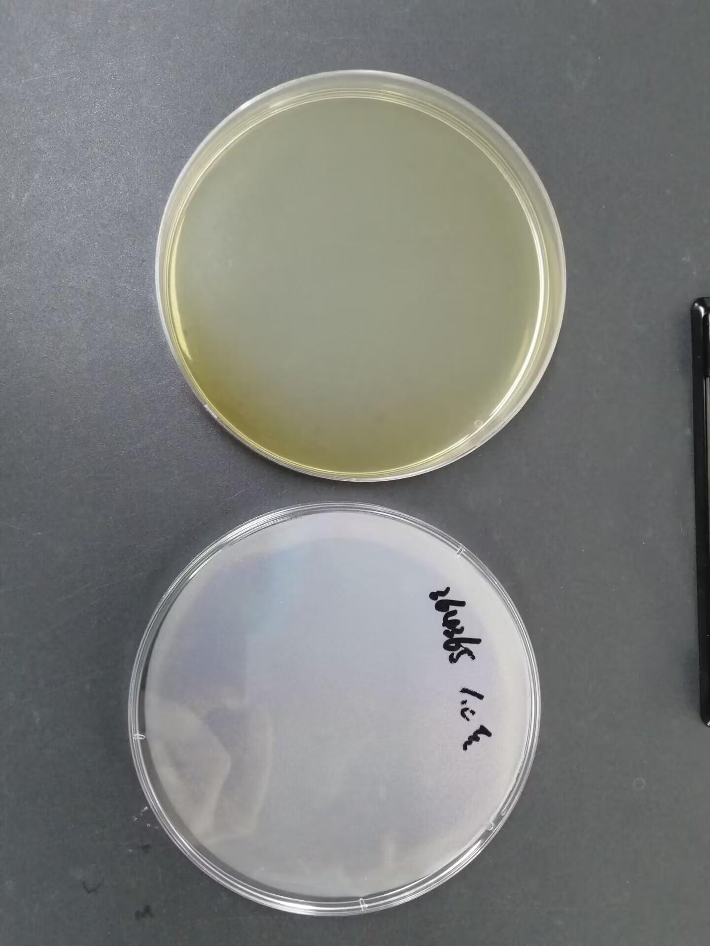 Reference material for ordinary Proteus vulgaris (Chemical inactivation) (strongly positive)-BNCC