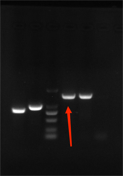Reference material for ordinary Proteus vulgaris (Chemical inactivation) (strongly positive)-BNCC