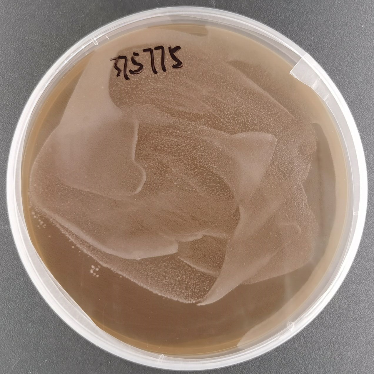Lactobacillus rhamnosus-BNCC