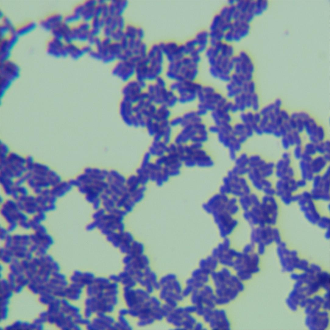 Lactobacillus rhamnosus-BNCC