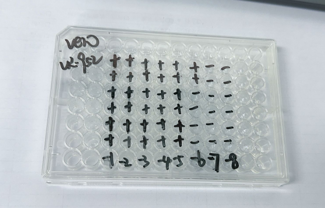 Simian Agent-5 (Simian Picornavirus 17)-BNCC
