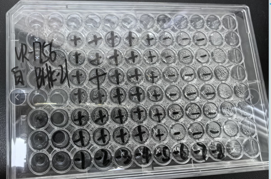 Chikungunya Virus-BNCC