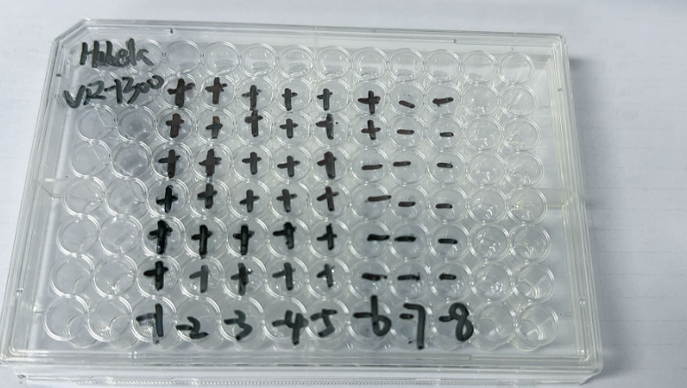 Human rhinovirus 100-BNCC