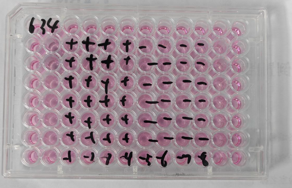 Pseudovaccinia virus-BNCC