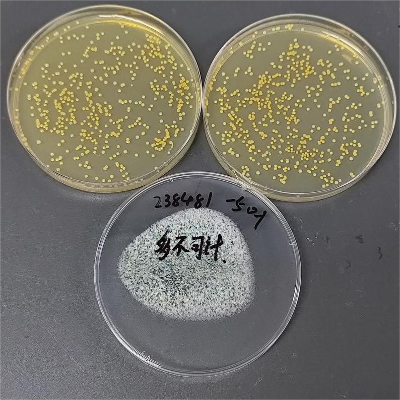 Quantitative strain of Staphylococcus aureus subspecies-BNCC